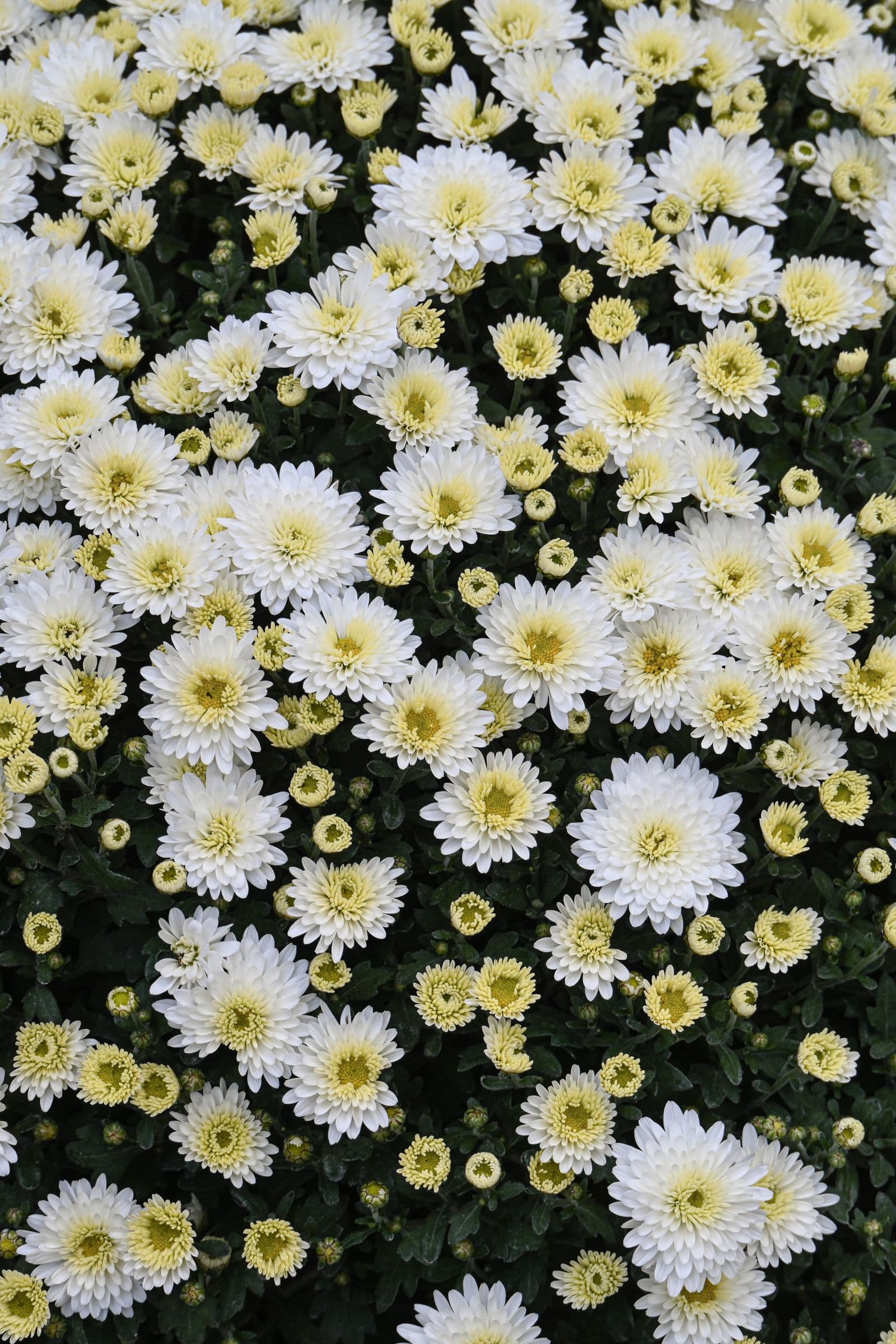 Tai Chrysanthemum